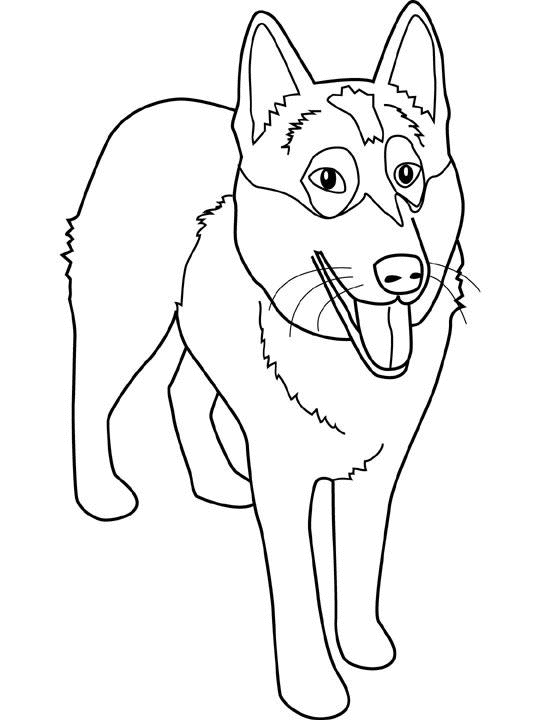 coloriage malamute d alaska